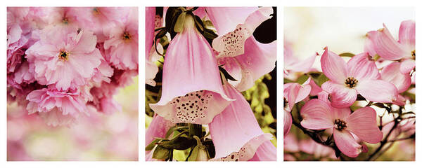 Triptych Poster featuring the photograph Spring Assemblage Triptych by Jessica Jenney