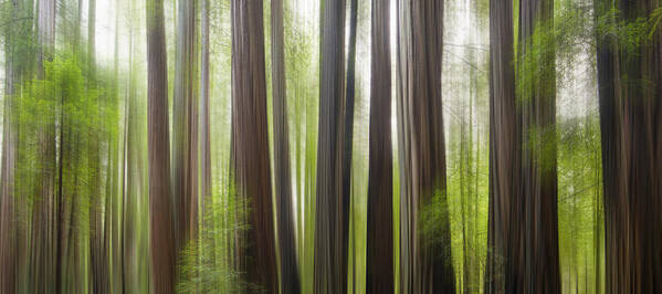 Redwoods Poster featuring the photograph Take me to the forest by Brad Scott