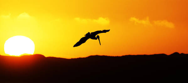 Animals Poster featuring the photograph The End of the Day -- Brown Pelican at Sunset in Morro Bay State Park, California by Darin Volpe