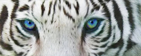 Tiger Poster featuring the mixed media Wild Eyes - White Tiger by Carol Cavalaris