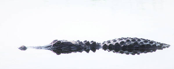 Alligator Poster featuring the photograph Afloat by Michael Allard
