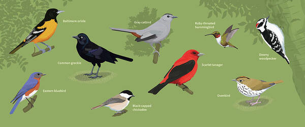 Bird Home Decor Birds of the Coast Rustic Panel Poster Art Print 