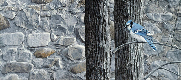 A Blue Jay Sits Perched On A Tree Branch Next To A Stone Wall. Poster featuring the painting Autumn Blue Jay by Ron Parker