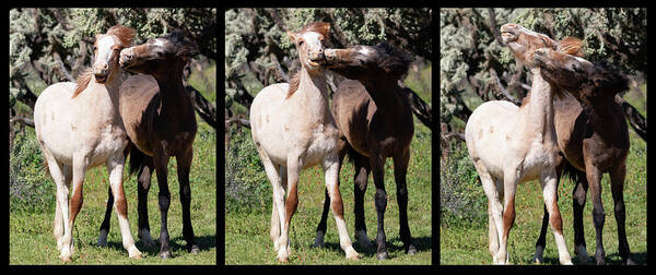 Wild Horses Poster featuring the photograph Best friends Forever by Mary Hone