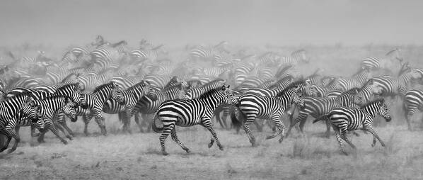 Zebra Poster featuring the photograph Dazzle Run! by Ali Khataw