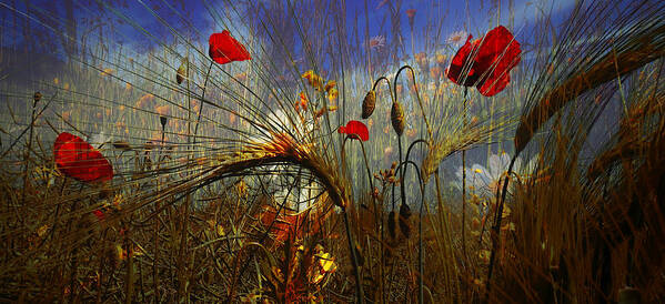 Creative Edit Poster featuring the photograph Field Poppy by Josef Pavlin
