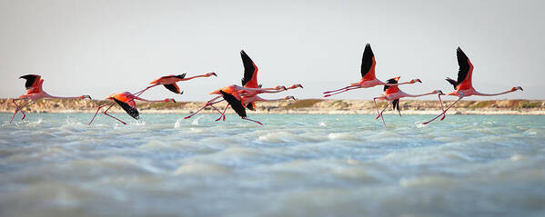 Panoramic Poster featuring the photograph Flamingos Taking Flight by Justin Lewis
