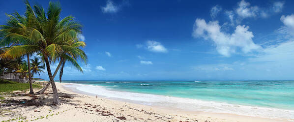 Water's Edge Poster featuring the photograph Palms On Caribbean Beach by Narvikk