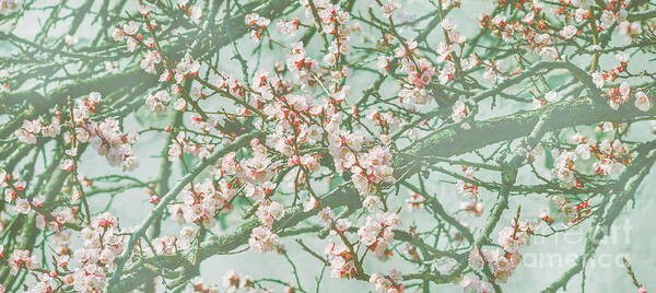 Cherry Poster featuring the photograph Wallpaper with cherry blossom branch in japanese garden in sprin by Jelena Jovanovic