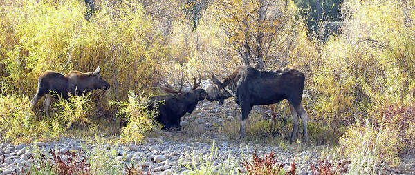 Bull Poster featuring the photograph 2021 Moose bull cow, calf by Jean Clark