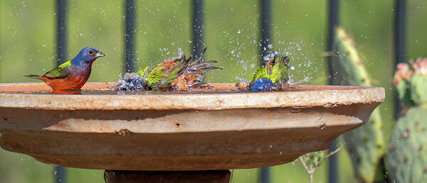 Paintedbunting Poster featuring the digital art A SPLASH of Color by Steve Templetoon