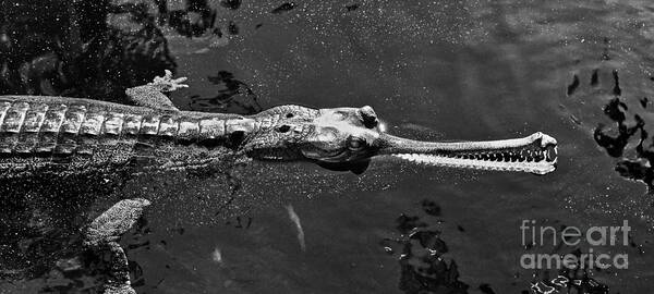 Crocodile Poster featuring the photograph Croc in Black and White by Michael Cinnamond
