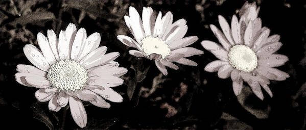 Daisies Poster featuring the photograph Daisies by Simone Hester