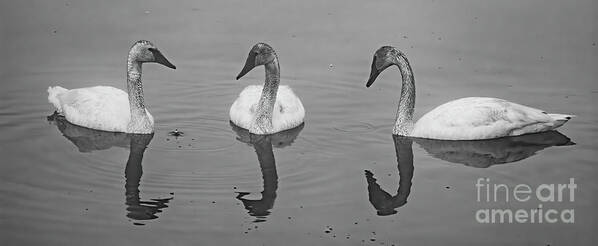 #yellowstone #swans #trumpeter #blackandwhite #bw #birds #water Poster featuring the photograph Drop Something? by Patrick Nowotny