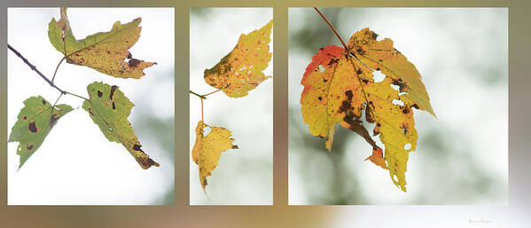 Leaf Poster featuring the photograph Fall Red Maple by Phil And Karen Rispin
