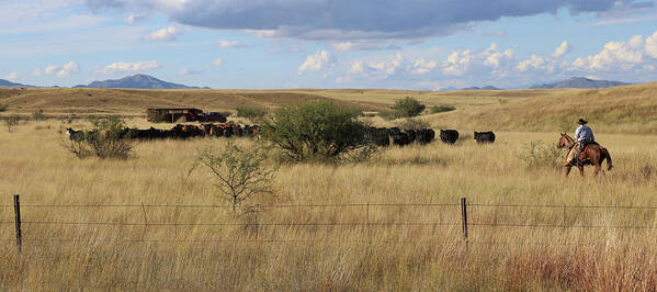 Fine Art Poster featuring the photograph Gathering the Herd I by Robert Harris