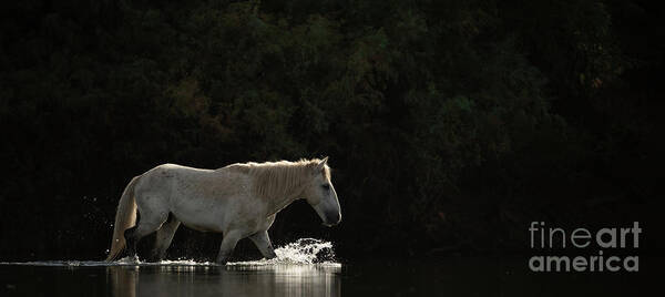 Stallion Poster featuring the photograph Lone Horse by Shannon Hastings