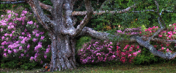Oak Poster featuring the photograph Oak Rhodie Panorama by Wayne King