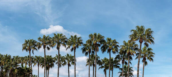 Palm Tree Poster featuring the photograph Palm trees against blue sky, at tropical coast by Michalakis Ppalis