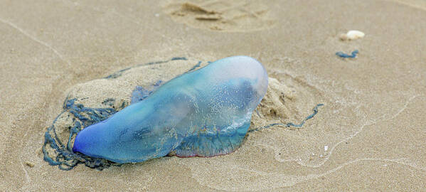 Jellyfish Poster featuring the photograph Portuguese Man-of-War by Steve Templeton