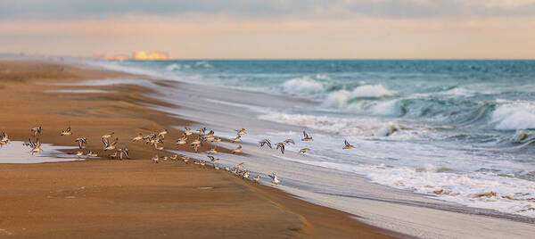 Sandpipers Poster featuring the photograph Sandbridge Beach Sandpipers by Rachel Morrison