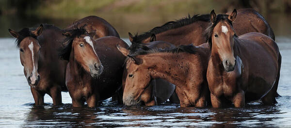 Stallion Poster featuring the photograph The Huddled Mares. by Paul Martin