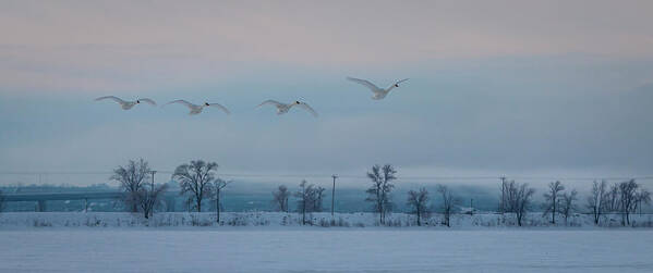 Trumpeter Swan Poster featuring the photograph Trumpeter Swan Overpass by Patti Deters