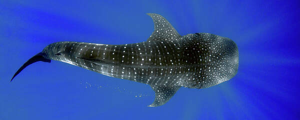Whale Shark Poster featuring the photograph Whale shark by Artesub