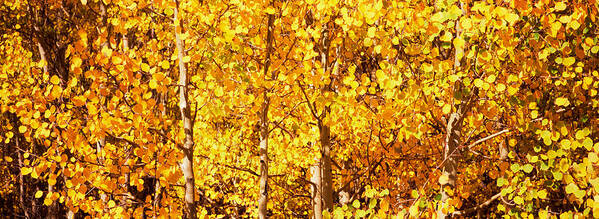 Photography Poster featuring the photograph Aspen Trees In Autumn, Colorado, Usa #1 by Panoramic Images