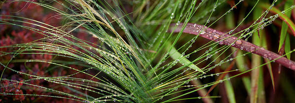 Photography Poster featuring the photograph Dew Drops On Grass #1 by Panoramic Images