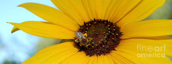 Flowers Poster featuring the photograph All Mine - Honeybee and Sunflower by Steven Milner