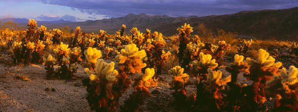 Photography Poster featuring the photograph Cholla Cactus At Sunset, Joshua Tree by Panoramic Images