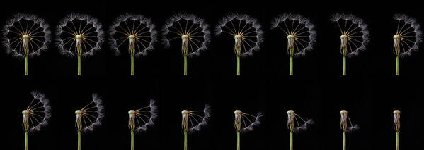 Dandelion Poster featuring the photograph Countdown by Art Lionse