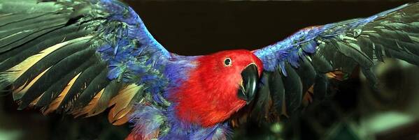 Eclectus Poster featuring the photograph Electric Eclectus by Andrea Lazar