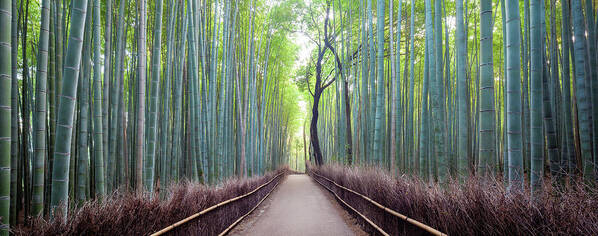 Panoramic Poster featuring the photograph Japan, Kyoto, Arashiyama Bamboo Forest by Simonbyrne