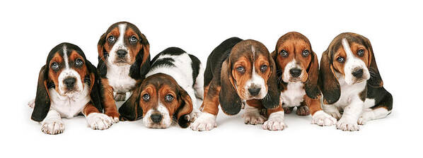 Pets Poster featuring the photograph Litter of Basset Hound Puppies by Good Focused