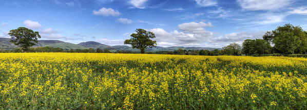 Sky Poster featuring the photograph Summer Meadow by Ian Mitchell