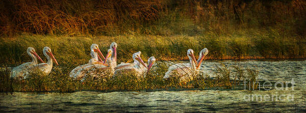 Wildlife Preserve Poster featuring the photograph Pelicans Rest by Pam Vick