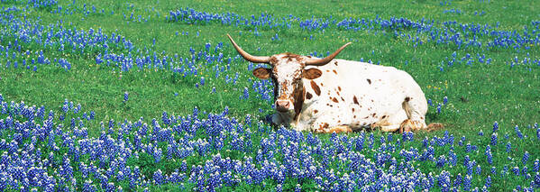 Photography Poster featuring the photograph Texas Longhorn Cow Sitting On A Field by Panoramic Images