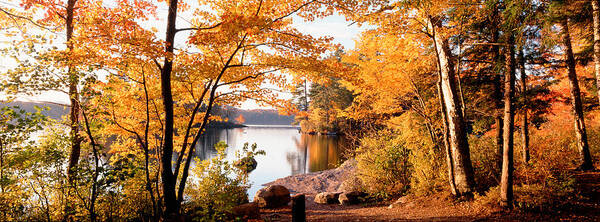 Photography Poster featuring the photograph Trees At The Lakeside, Great Sacandaga by Panoramic Images
