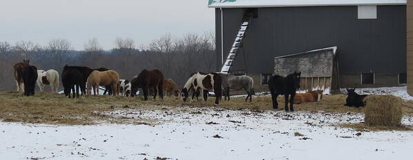 Ponies Poster featuring the photograph Winter Ponies by Kay Novy