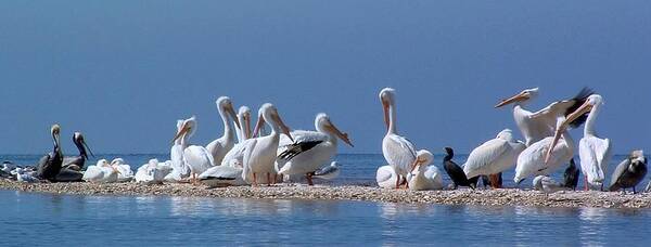  Poster featuring the photograph BIRDS Pelicans of Cedar Key by William OBrien