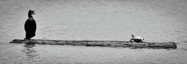 Turtle Poster featuring the photograph Cormorant and Turtle by Kevin Munro