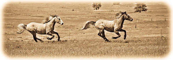 Horse Poster featuring the photograph Running Wild by Steve McKinzie