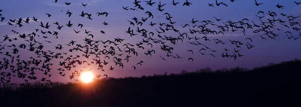 Snow Geese Poster featuring the photograph Snow Geese Migrating by Crystal Wightman