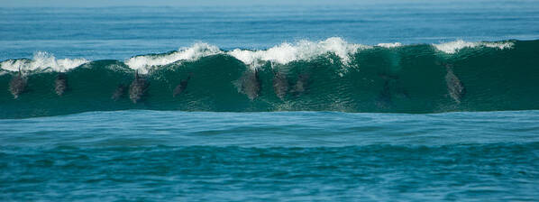 Action Poster featuring the photograph Surfing Dolphins 2 by Alistair Lyne