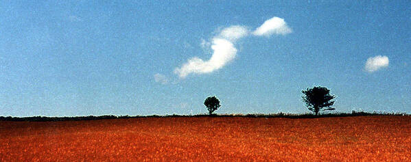 Summer Poster featuring the photograph Summer Field with Two Trees 2 AE2 #1 by Lyle Crump