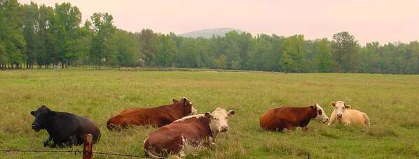 Cow Poster featuring the photograph A Leisurely Afternoon by Kathy Bucari