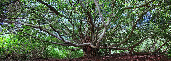 Hana Maui Hawaii Haleakala National Park Banyan Tree Poster featuring the photograph Banyan Tree by James Roemmling
