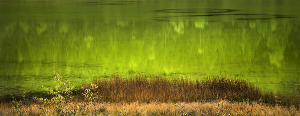 Lake Poster featuring the photograph By The Still Green Waters by Theresa Tahara